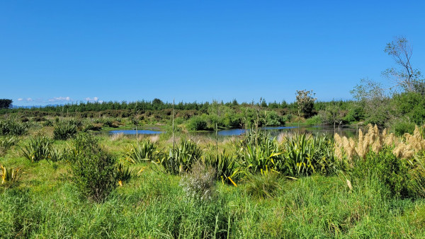 Himatangi block